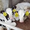 50Pcs Cattle Sheep Blank Ear Tag Without Words Farm Equipment Animal Identification Earrings Cow Goat Livestock Carry Supplies