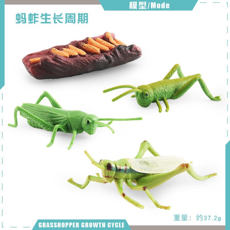 Detailed Pvc Insect And Animal Model Toys Snail Dragonfly Mosquito Grasshopper Realistic Life Cycle Stages