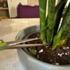 1Pc Stainless Steel Branch Pruning Shears Garden Orchard Plant Flower Fruit Tree Branch Grafting Scissors Straight and Bend Head