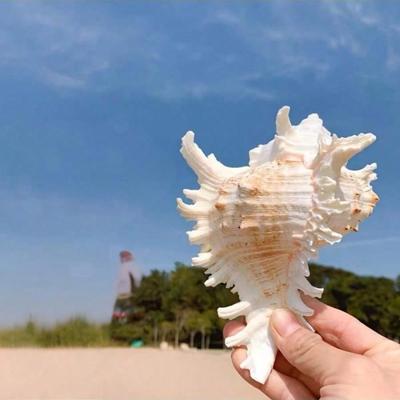 Tausendhand-Schnecke, Chrysanthemen-Schnecke, Natürliche Muschel, Aquarium-Dekor, Aquarien-Landschaftsbau, Mini-Ornament im mediterranen Stil