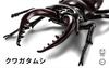 Free Research Series Living Creatures Stag Beetle Plastic Model No.22