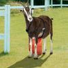 Adjustable Strap Goats Anti Breeding Apron Breathable Anti Mating Sheep Skirt  Goat Farming