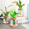 3pcs Plants Propagation Station Separated Desktop Plant Terrarium with Wood Lid and Stand 3 Style Glass Planter Propagated Jars