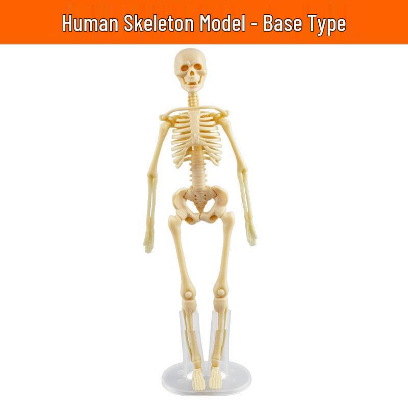 Children's Educational Human Anatomy Model - Skeleton & Organ Structure Toy for Medical Teaching