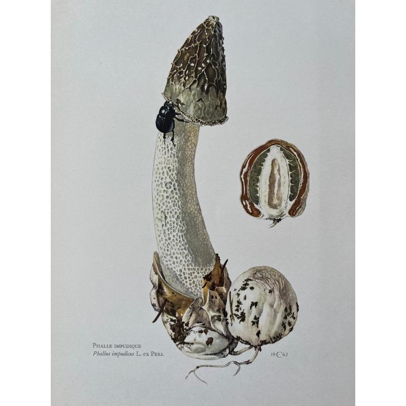 Vintage Natural Sciences Biology Spore Poster Mushrooms Illustration Canvas Painting Antique Wall Art Laboratory Room Home Decor