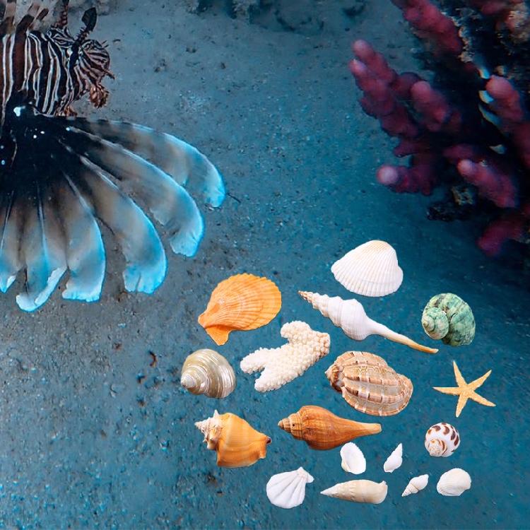Beach Seashells Decoration Starfish Sea Snail Coral Ornament for Wedding Party