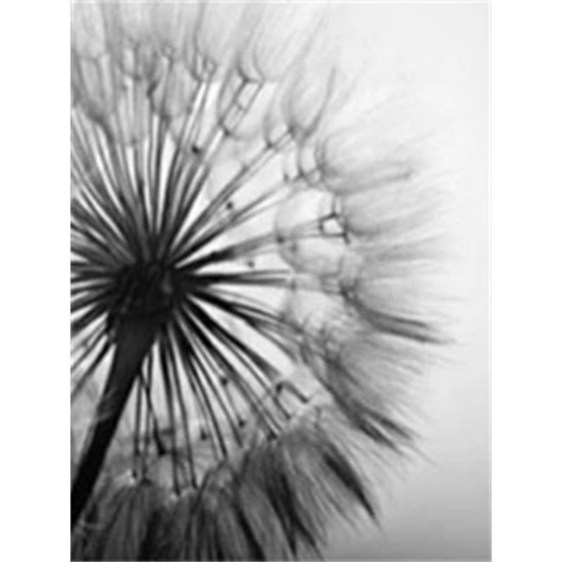 

DIY Алмазная картина Черно-белый одуванчик Набор для вышивки крестом Мозаичное искусство Алмазная картина Полный круг/квадрат Алмазное украшение для дома Round 50x70cm