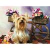 DIY 5D diamantová malba pes Křížkový steh Diamantové vyšívání Prodej Zvířecí mozaika Kamínky Obrázky