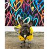 SUPREPET Pet Dog Clothes for Puppy Windproof Dog Jacket Rainproof Dog Raincoat Dog Sport Hoodies Jackets Popa Perro