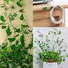 10-100PCS Plant Climbing Wall Fixture Clips Self-Adhesive Invisible Plant Support Garden Vine Climbing Fixture Plant Accessories