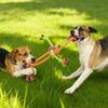 Durable Dog Rope Toy Teeth Cleaning Pet Interactive Chewing Dog Toy Outdoor Training Puppy Bone Knot Rope Pet Products