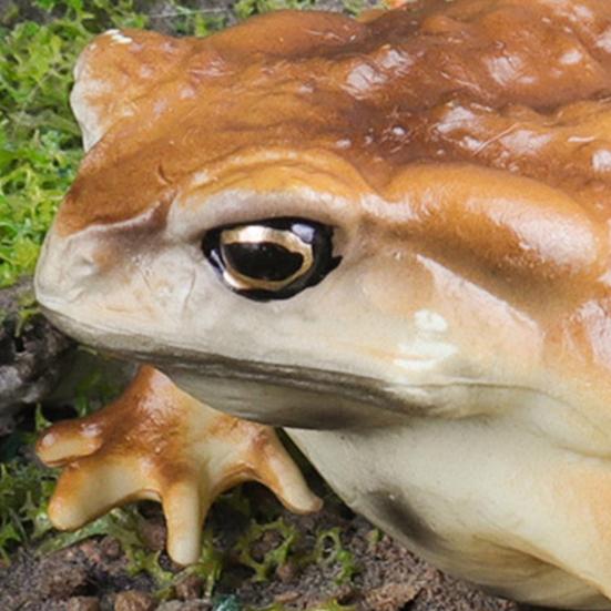 Figurka rosničky Realistická Socha ropuchy Socha Ornament Dekorace Děti Vzdělávací simulace Model divokého zvířete Hračka Batolata Chlapci Dívky Dárek