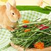 Kaninchen Heuballen Sicher Natürliches Gras Heu Einstreu Für Hamster Gesundes Haustierfutter Verbessert die Verdauung Für Kleintiere Rennmäuse