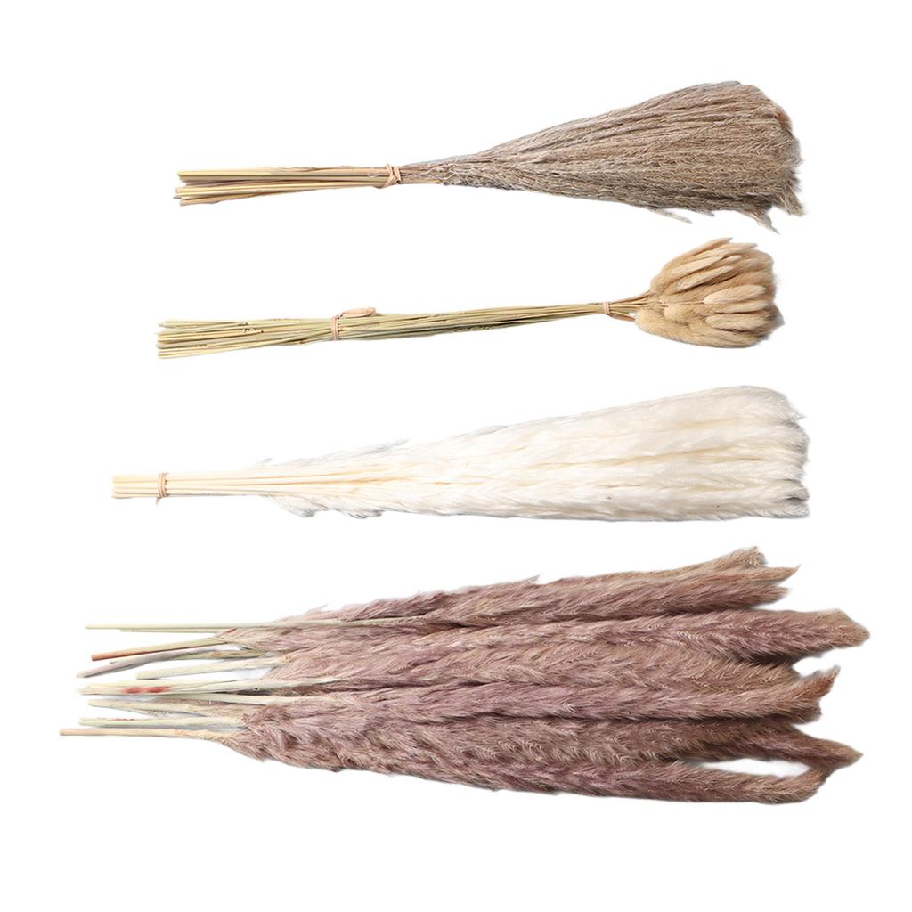 Natural Dried Pampas Grass Fluffy 15PCS White Pampas 15PCS Brown Pampas 50PCS Bunny Tail Grass