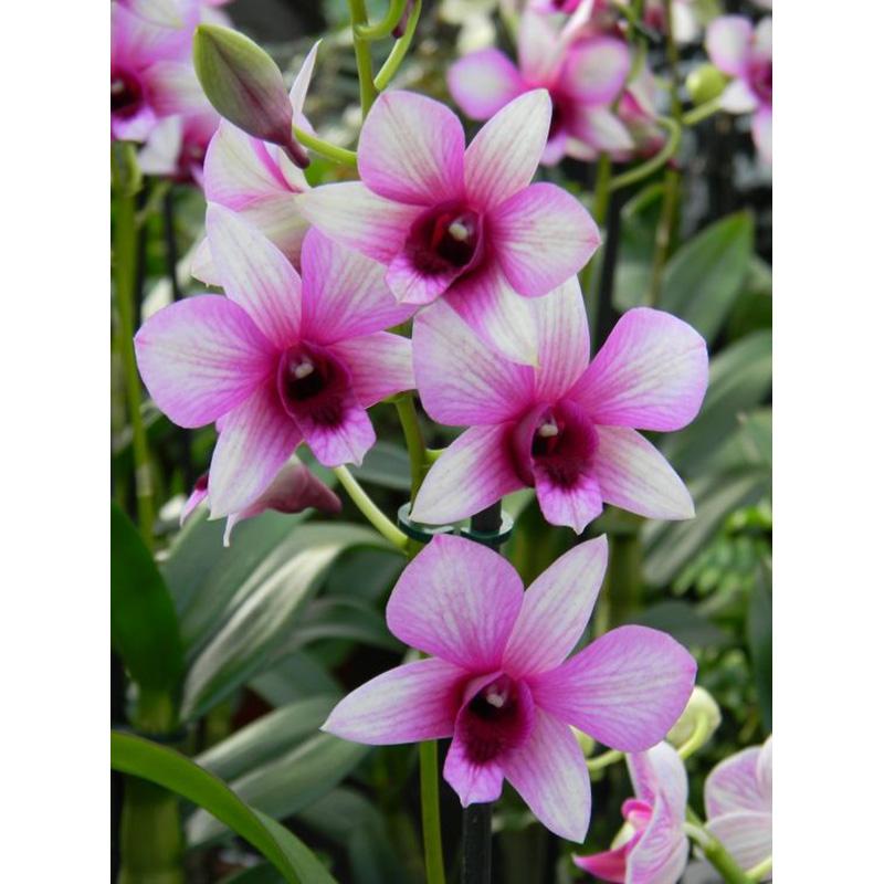 Full Diamond Painting 5d Round Orchid Picture Diamond Mosaic Resin Flower Embroidery Crafts Cross Stitch Kits Home Decor