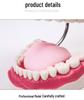 Human Tooth Anatomy Model for Teaching and Simulation - Detachable Denture Mold