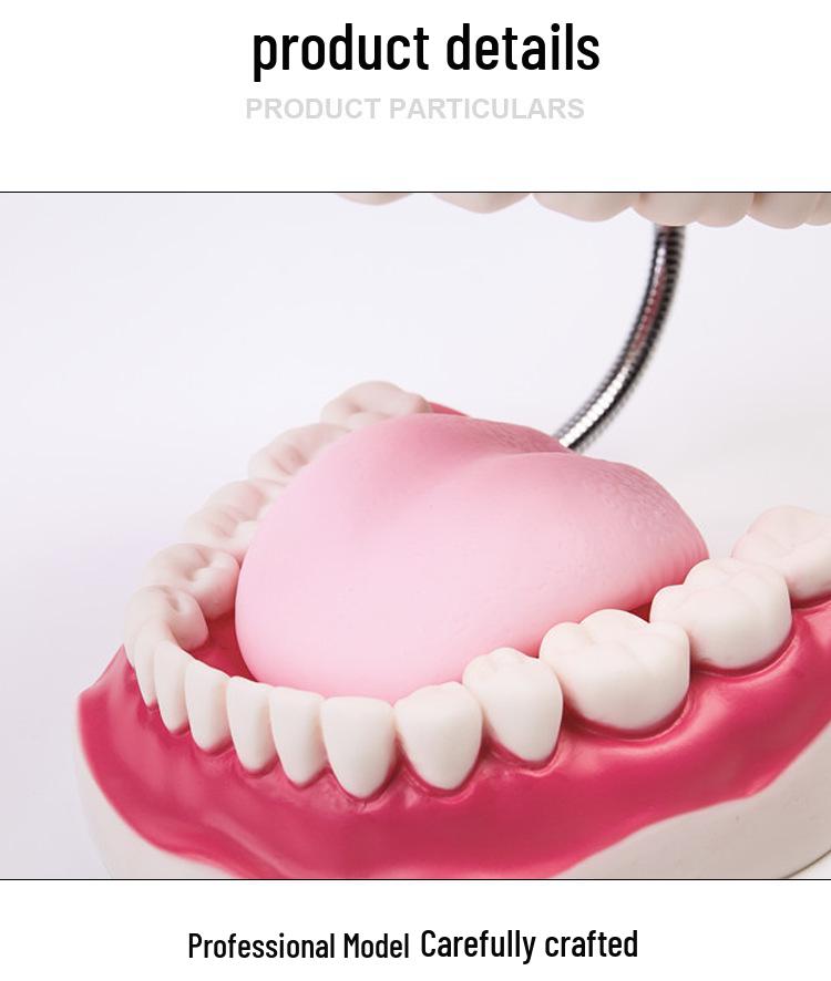 Human Tooth Anatomy Model for Teaching and Simulation - Detachable Denture Mold