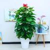 HUIHUADU Large Potted Pothos Totem Plant