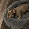 Super Soft Dog Bed Plush Cat Mat Dog Beds Round Cushion Pet Product Accessories Washable Dog and Cat Cushion Bed Winter Warm Sofa Hot Sell