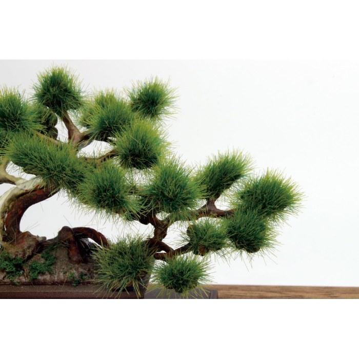 Platz 1/12 The Bonsai 1 Plastic Model BON-01 Pre-Colored Medium Size