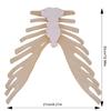 Human Sternum Model Human Skeleton Model Human Skeleton Anatomical Model Easy To Use Medicals Teaching Aid