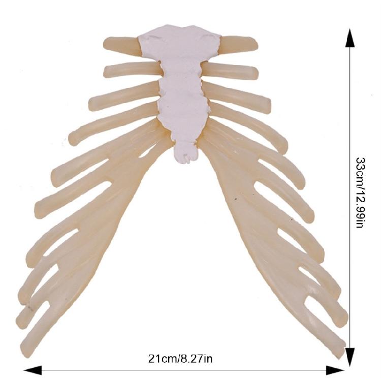 Human Sternum Model Human Skeleton Model Human Skeleton Anatomical Model Easy To Use Medicals Teaching Aid