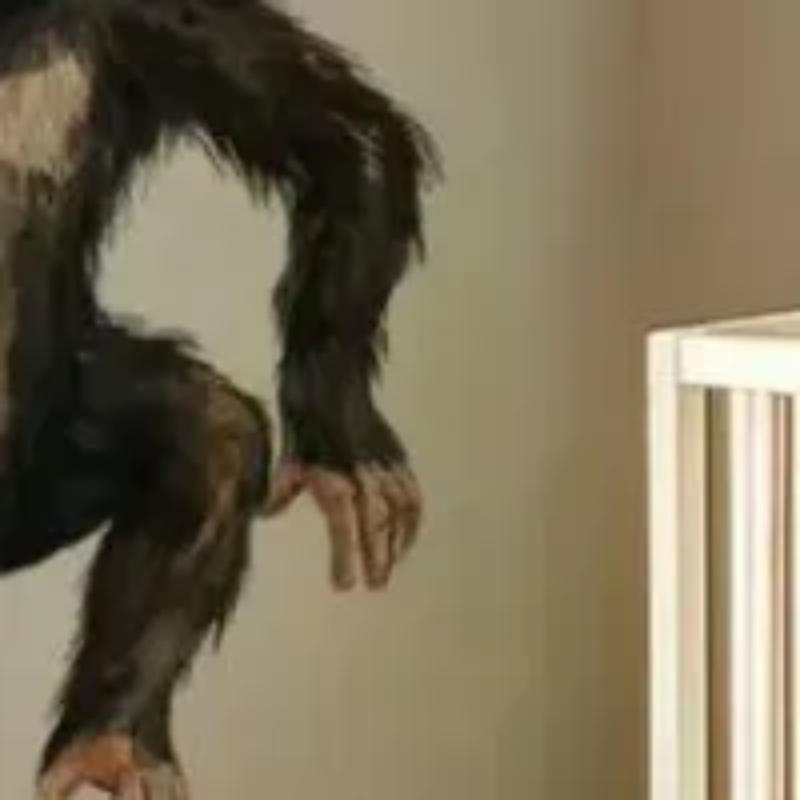 Verspielter Orang-Utan klettert auf Ästen Wandaufkleber Abziehbilder Affe Baum Dschungeltier Wandaufkleber Schlafzimmer Wohnzimmer Heimdekoration