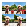 Cat Triangle Bib Cute Japanese Style Adjustable Mohair Pet Triangle Scarf for New Year Red XS