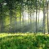 Photo Wallpaper 3d Green Forest Nature Scenery Murals Living Room Bedroom Background Wall Mural Modern Home Decor