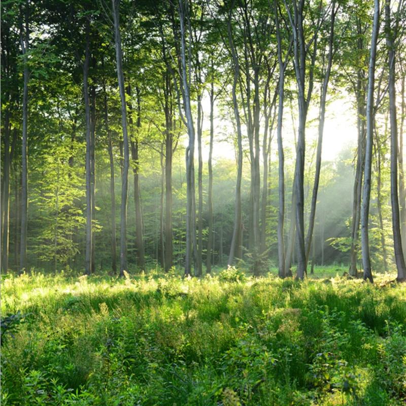 Photo Wallpaper 3d Green Forest Nature Scenery Murals Living Room Bedroom Background Wall Mural Modern Home Decor