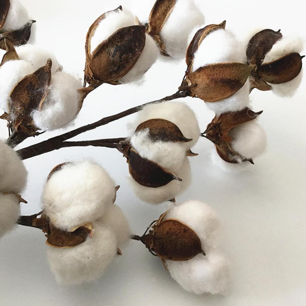 50cm Cotton Stems Decoration 12 Cotton Bolls Cotton Stalks Branch for Home Decor Wedding Centerpiece Farmhouse Decoration