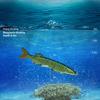 66g 20cm Multi-Jointed Lure 9 Sections with Two Treble Hook 1# 3D Eyes 11Colors Swim Bait Pike Multi Joint Bait Fishing Lure