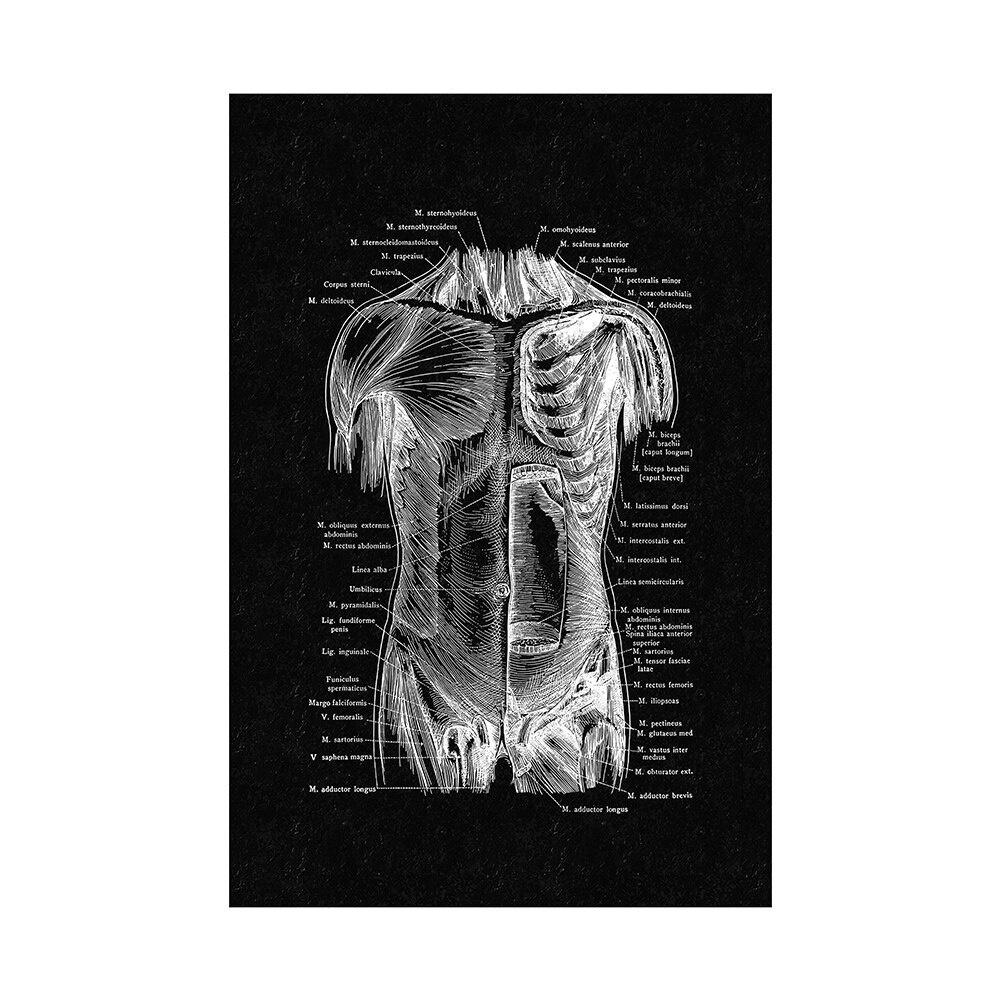 Canvas Printing Human Anatomy Artwork Wall Art Poster Skeleton Organ Muscular System Vintage Home Decor