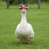Plush Spiders Porch Goose Costume Bat Wings Lawn Goose Clothes  Yard Ornaments