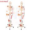 TAIGUI MEDICINE 1:1 Life-Size Human Skeleton Model with Muscles & Ligaments