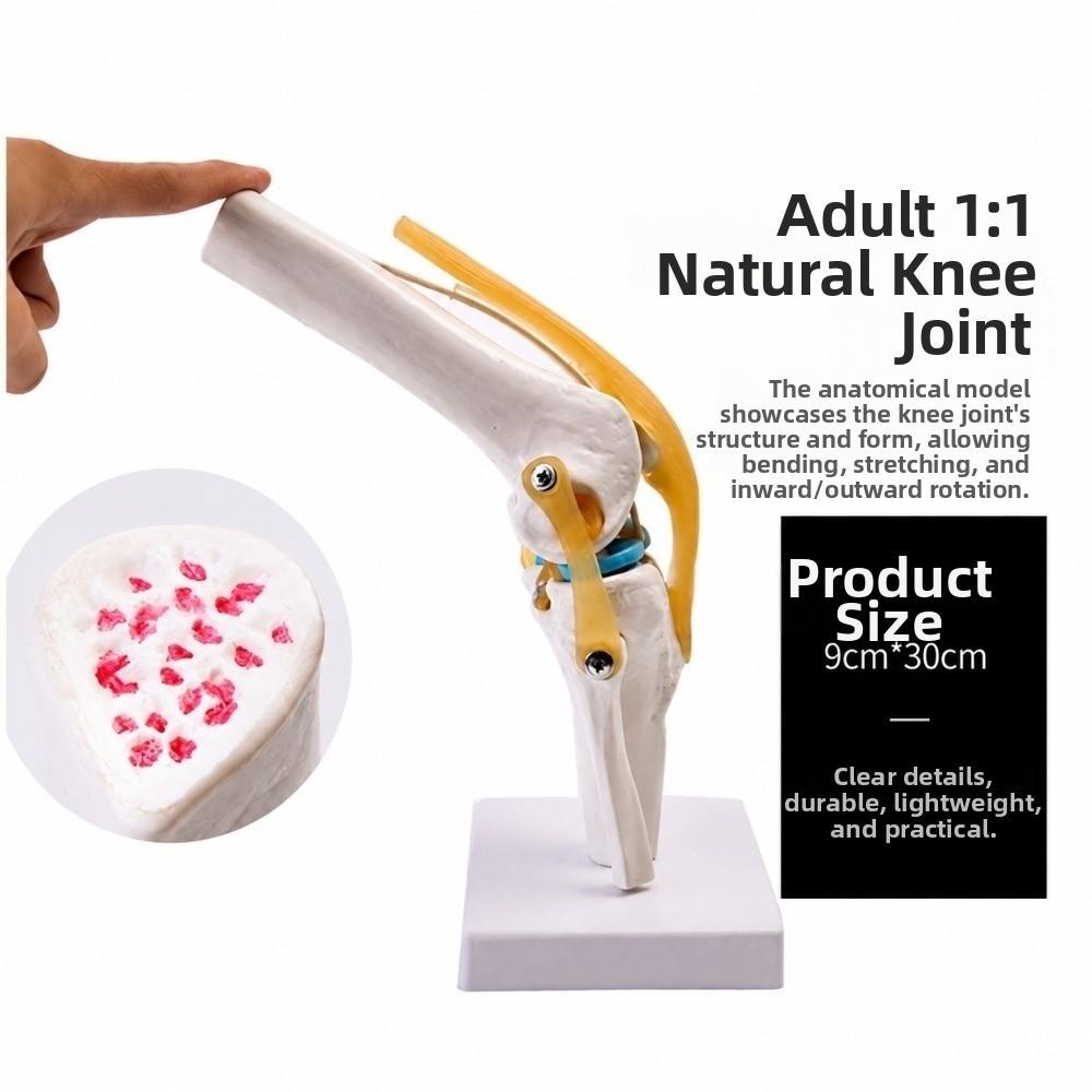 PVC Human Knee Joint Model Anatomical Shape Patella Model Anatomy Reference