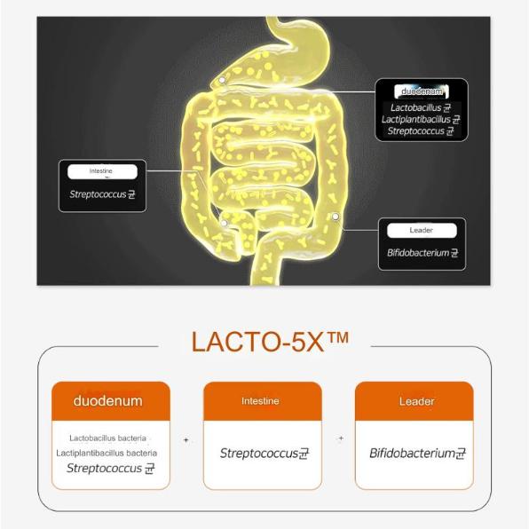 Chong Kun Dang Lacto-fit GOLD (4 Optionen)