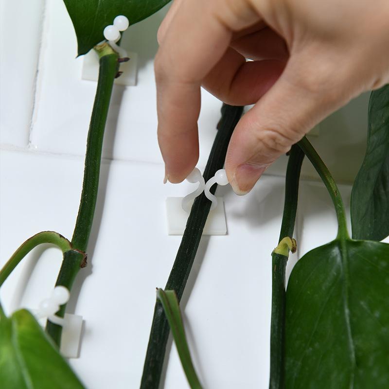 Pothos Wall Climbing Clips: Traceless Adhesive Hook Fixators for Green Plant Support