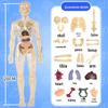 DIY 3D Human Skeleton Model: Assemble/Disassemble for Children's Science Education.