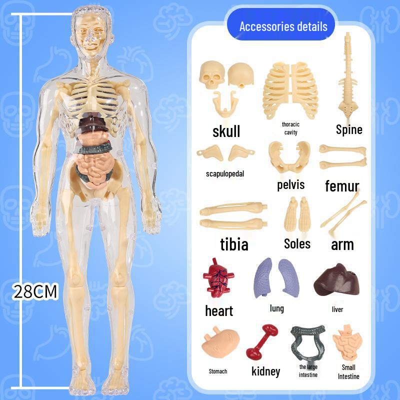 DIY 3D Human Skeleton Model: Assemble/Disassemble for Children's Science Education.