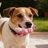Köpek – Köpek oyuncakları