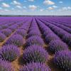 Lavender Water In Spray 100ml Skin Toning Toner