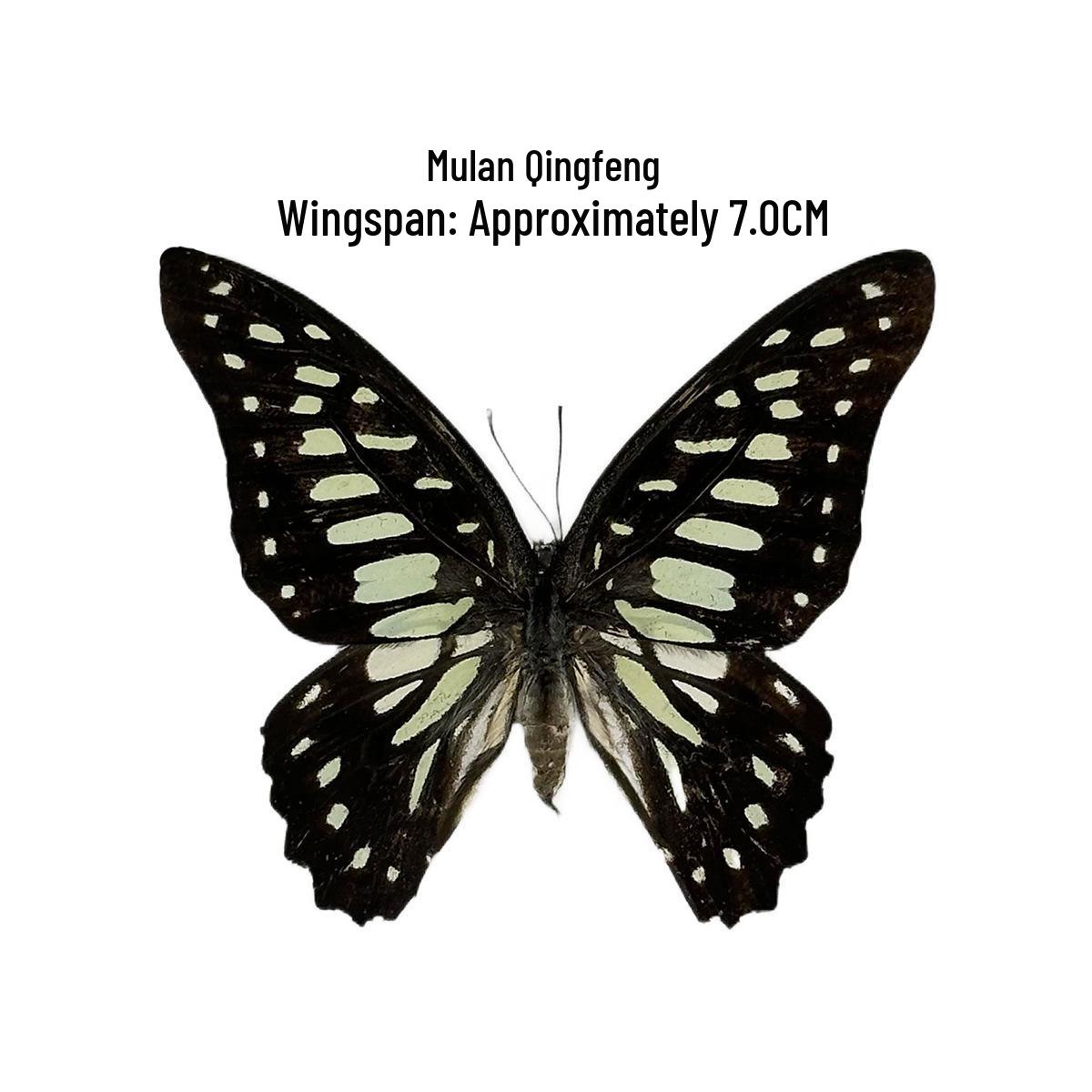 

Tiger & Green-Striped Swallowtail Butterfly Glass Display Ornament - Ideal Birthday Gift for Children