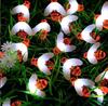 Waterproof Solar LED Bee String Lights for Outdoor Lawn & Christmas Decor