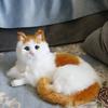 Animal Figurines Plush Kittens Doll Toy Realistic Stuffed Animals Sculptures  for Desktop Decor