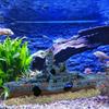 Aquarium Decoration Ship Sculpture Decorative Landscaping Resin Statue Hiding Cave for Table