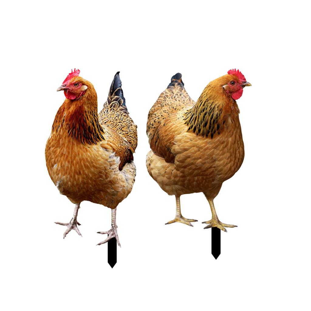 2x Statua Kury Wbijana do Ogrodu Znak Podwórkowy Realistyczne Figurki Kur Wbijane w Ziemię na Taras Trawnik Podłogę Ścieżkę Gospodarstwo