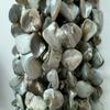 Natural Coral Shell Beads, Two-Row Teeth Size, Jewelry Accessories In Stock