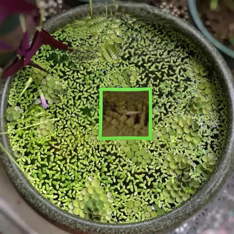 5/10pcs Aquarium Floating Plant Rings Fish Feeding Rings Floating Grass Blocking Rings for Fish Tank Aquarium Pond Accessories