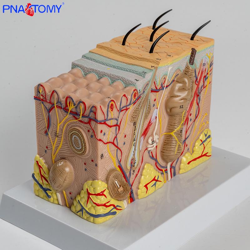 Anatomical Skin Tissue Model for Teaching and Display PNT-0552-2